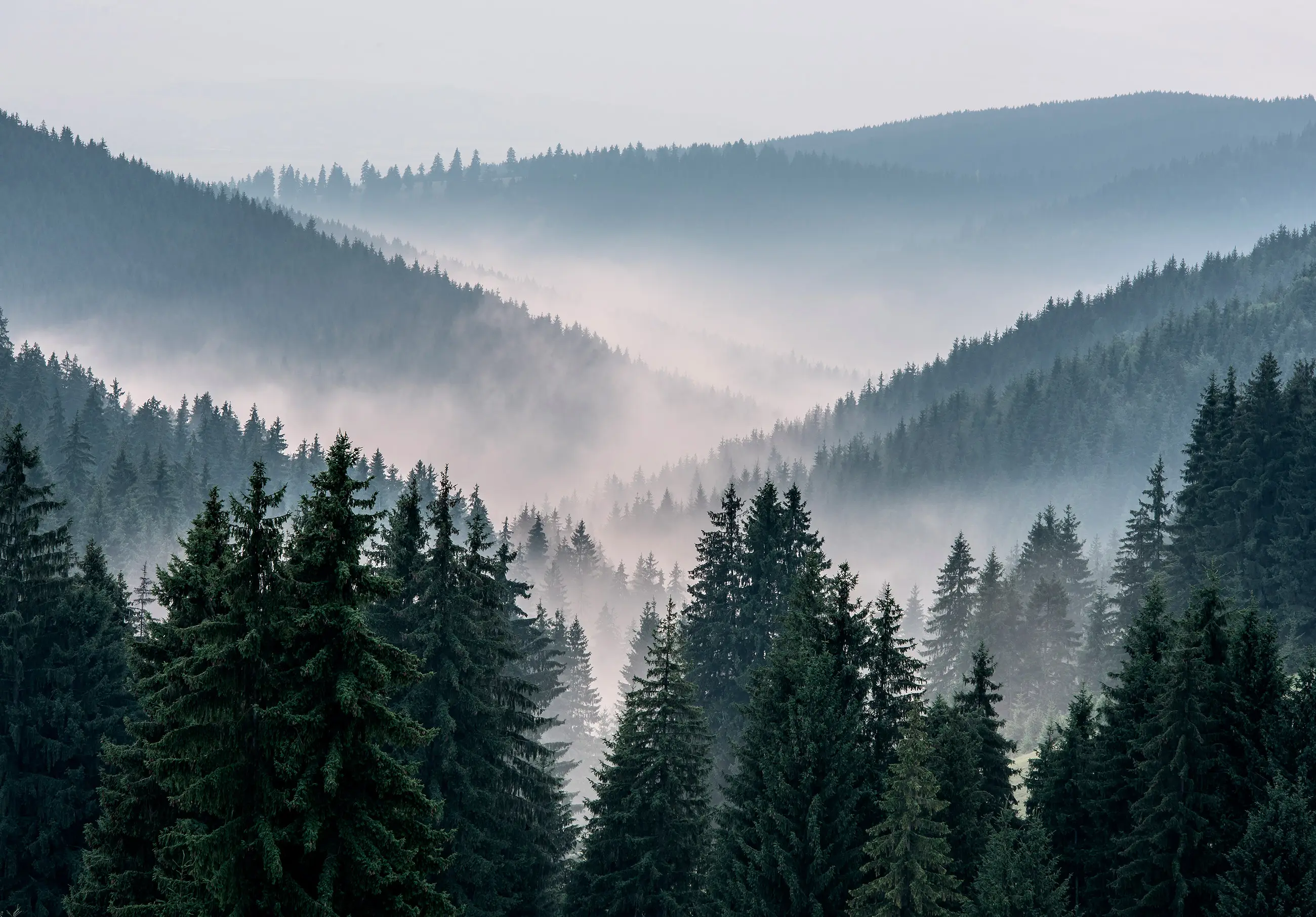 Vlies Fototapete Berge Wald Nebel Tapete