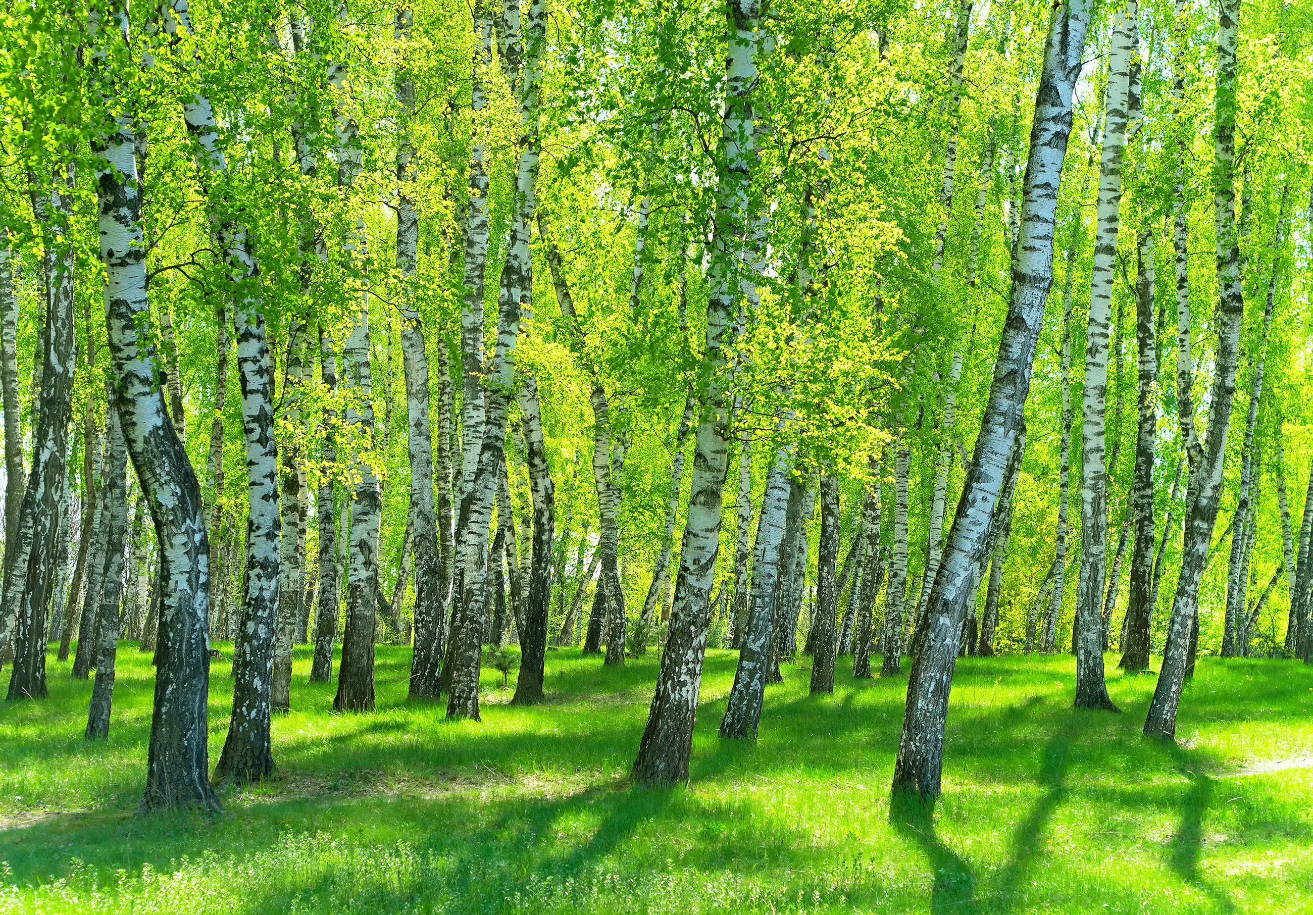Wald Vlies Natur Birken Fototapete
