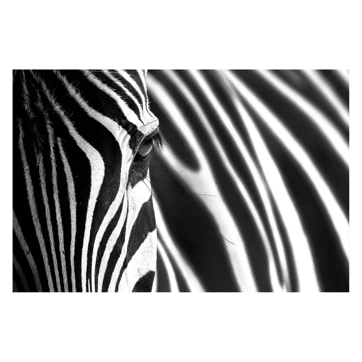 Stripes Animal Bild