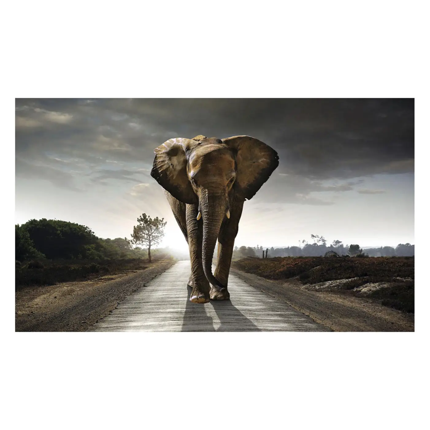 Elefant K枚nig Bild