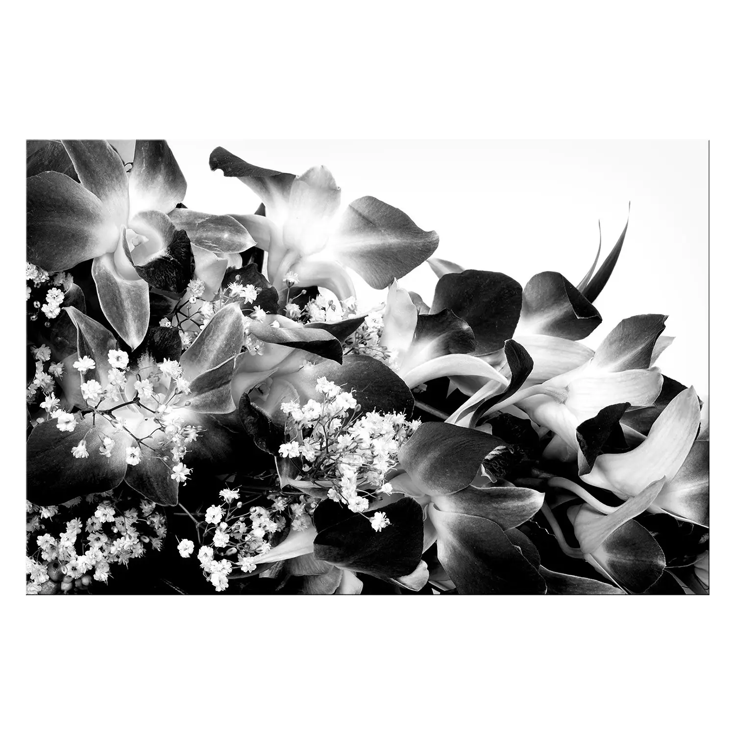 Bild Orchid Blossoms