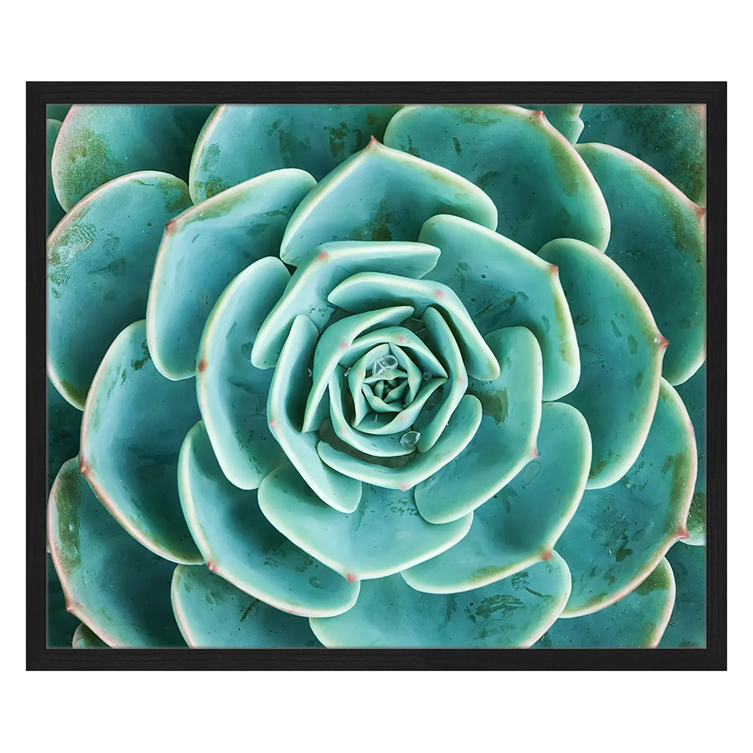 Arrangement Succulents Bild the of