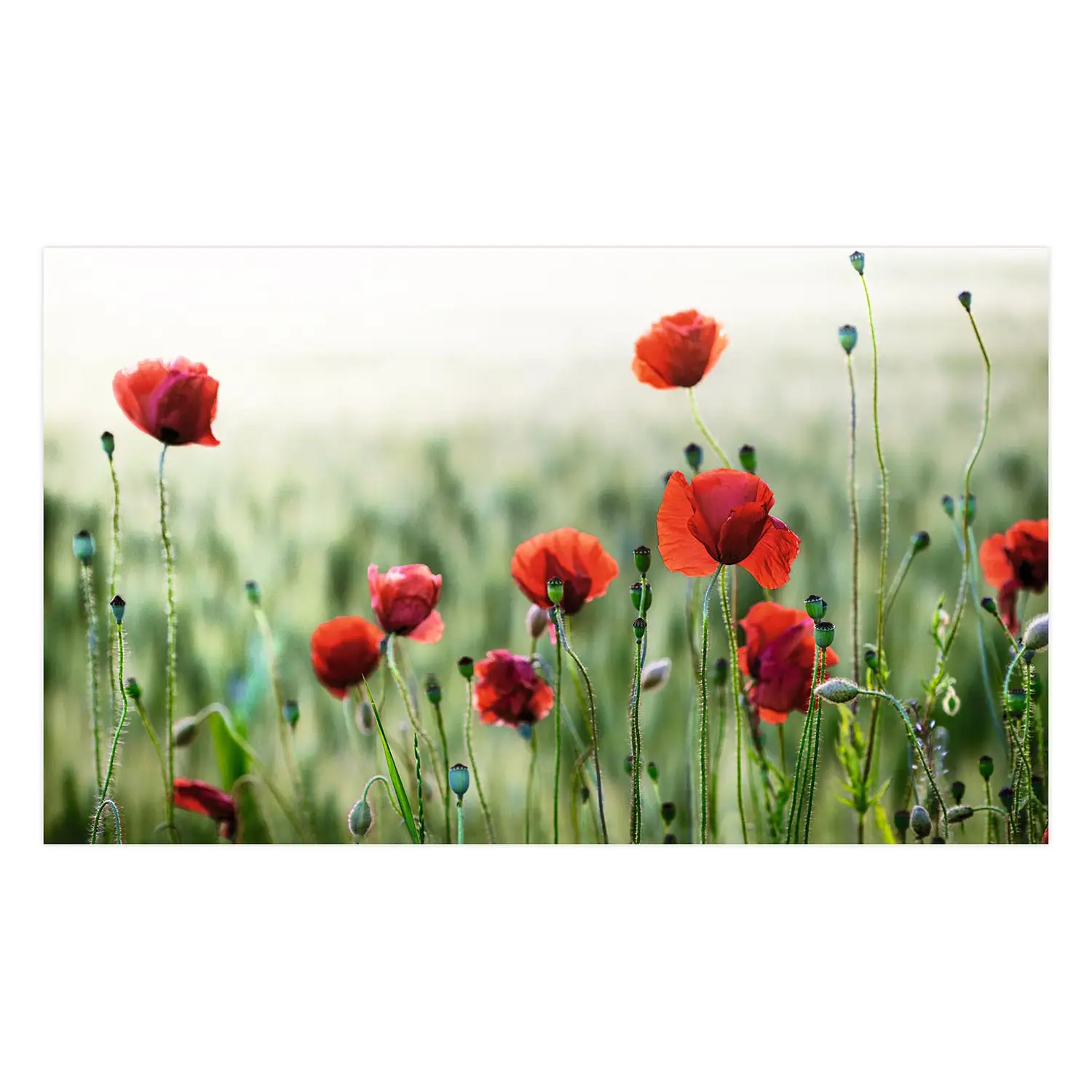 Wilder Mohn Bild