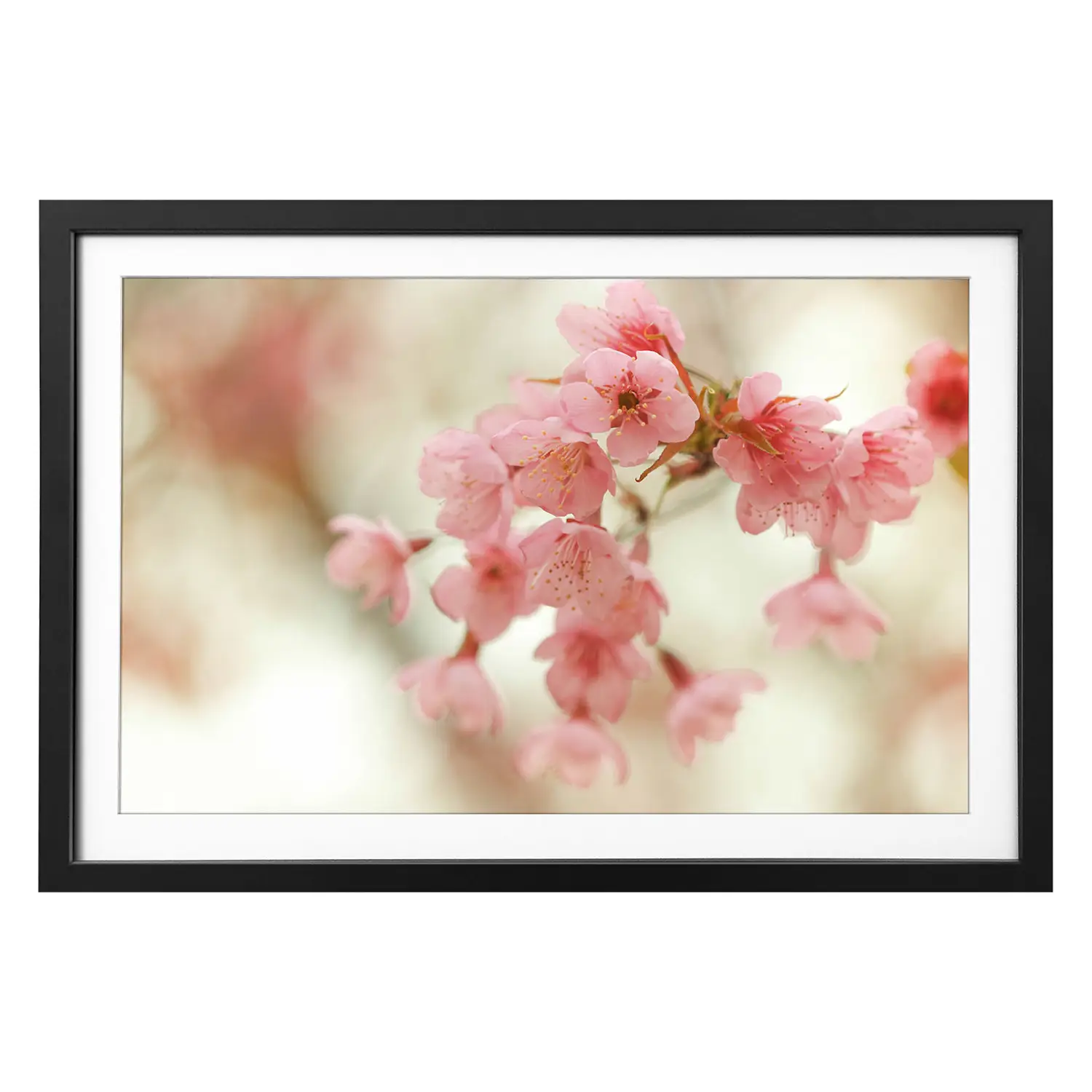 Blossoms Cherry Bild