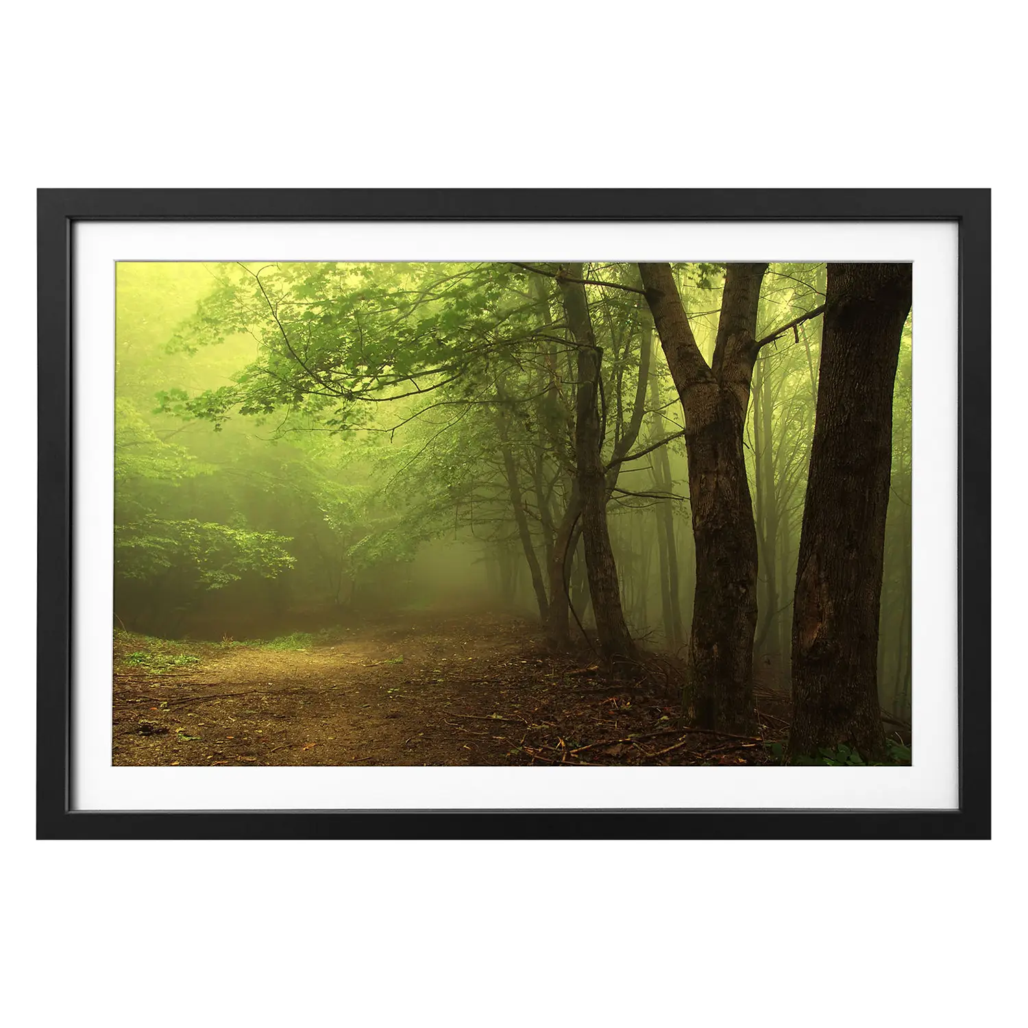 Bild Green Forest | Bilder