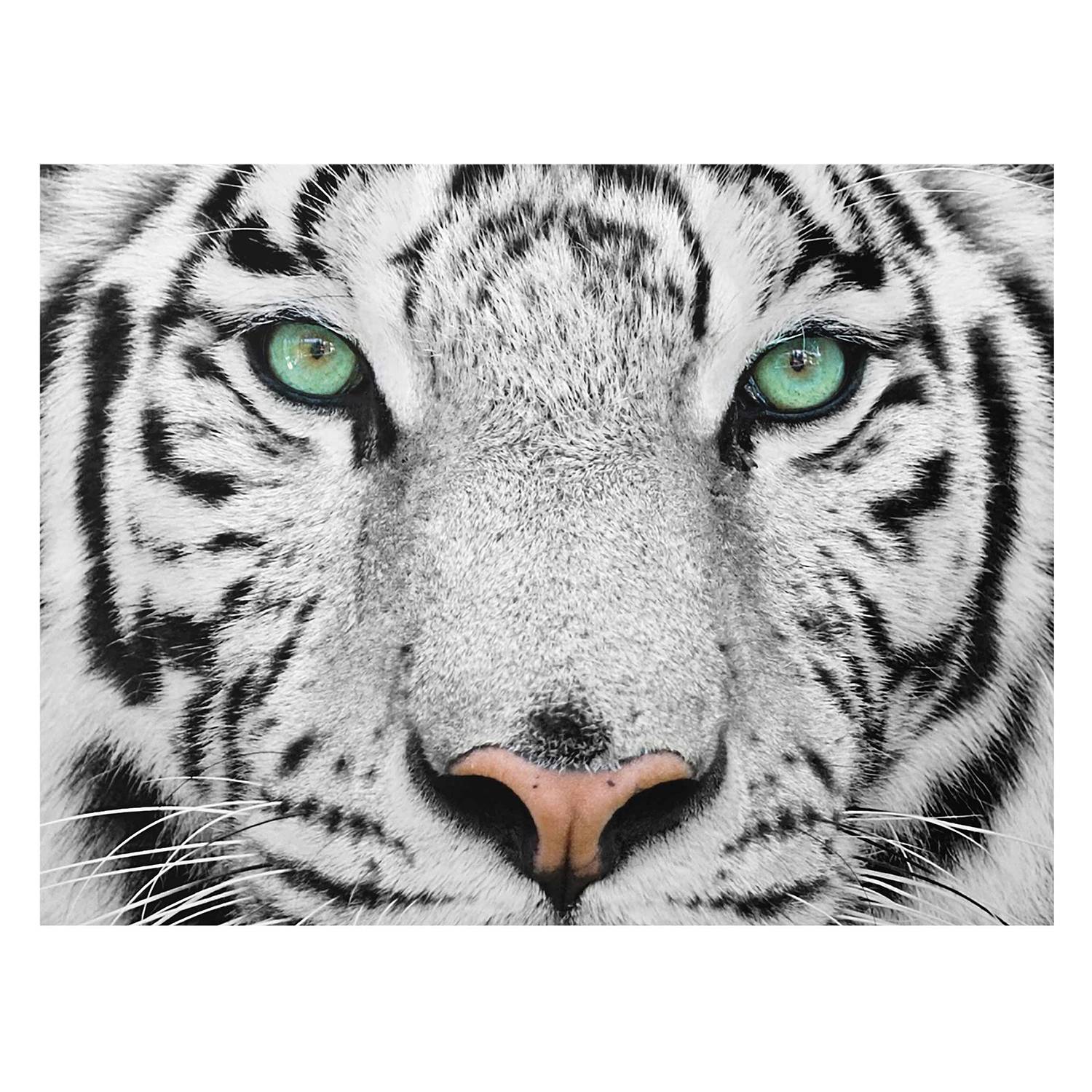 Bild Weißer Tiger kaufen | home24