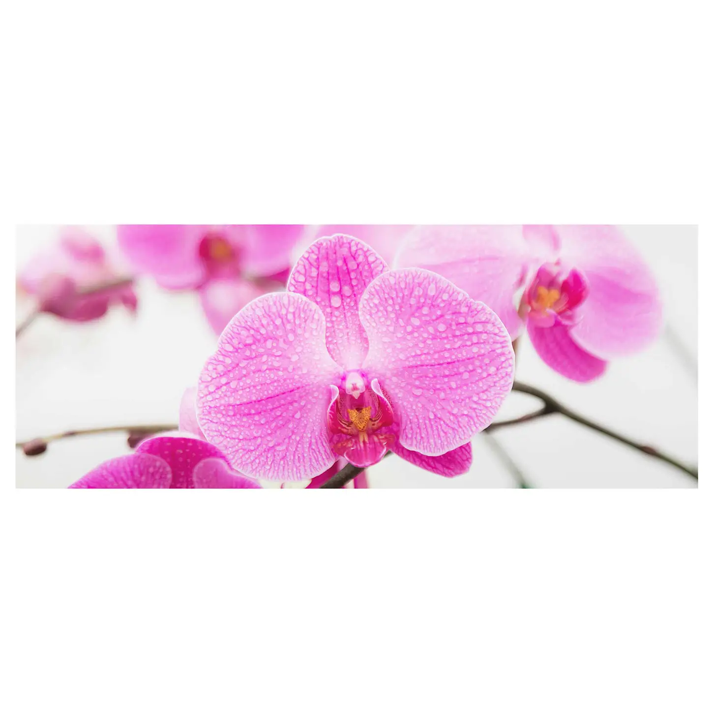 Orchidee Nahaufnahme Bild