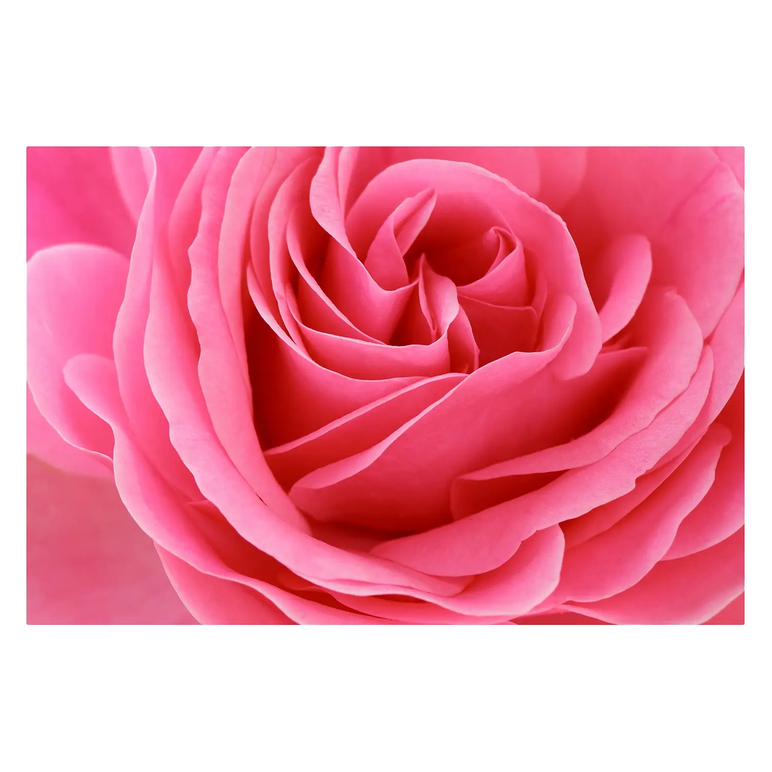 Lustful Rose Vliestapete Pink