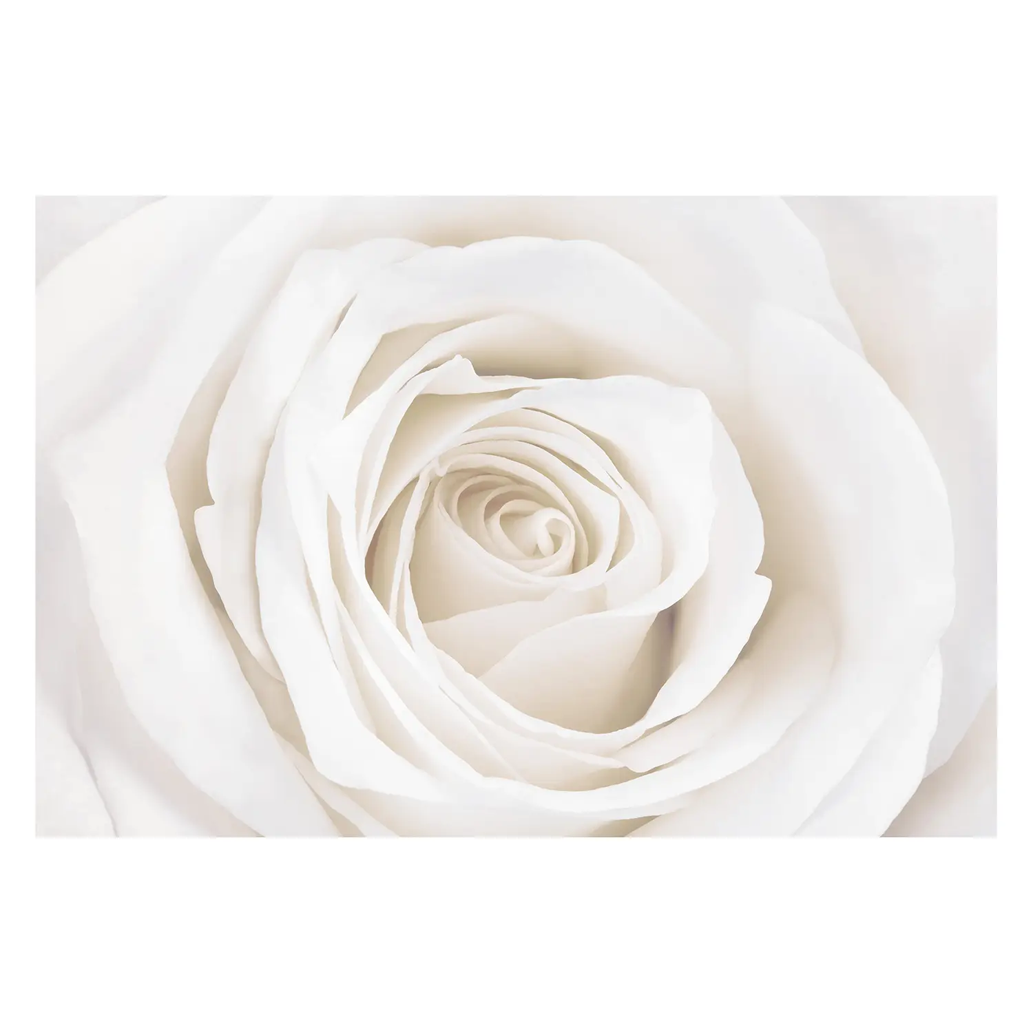 Pretty White Vliestapete Rose