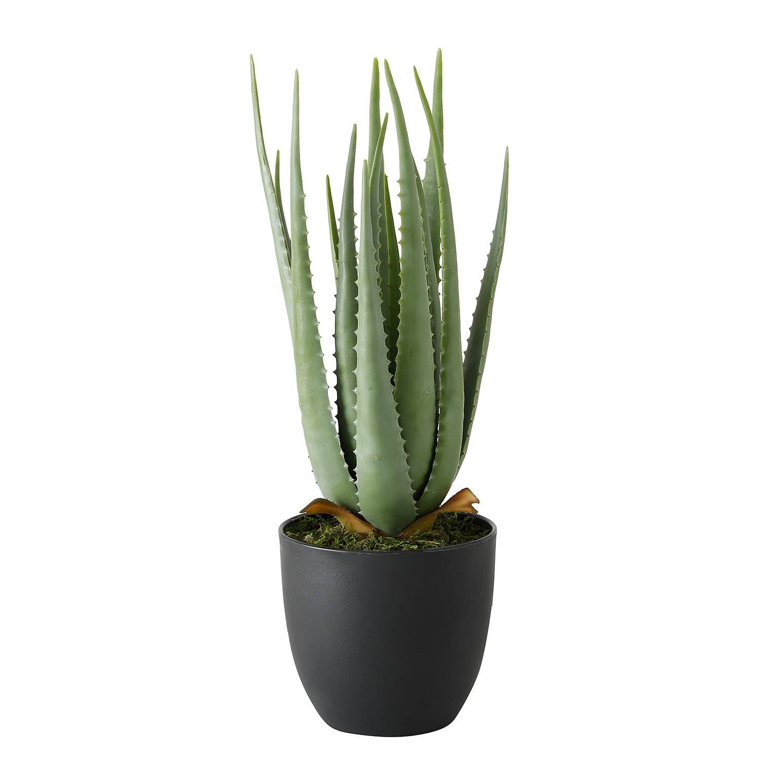 Kunstpflanze Aloe Vera kaufen | home24