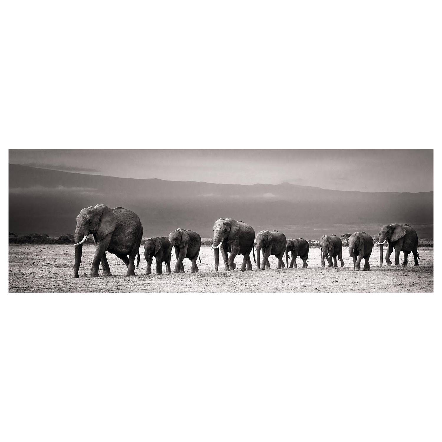 Autocollant Mural 4 Éléphants D'Afrique - Vinyle Décoratif Noir - Dimensions 42x45.4 Cm - Pour Mur Lisse