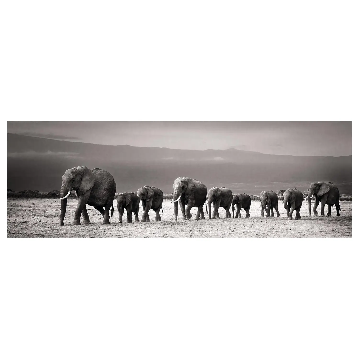 Elefantenparade Bild