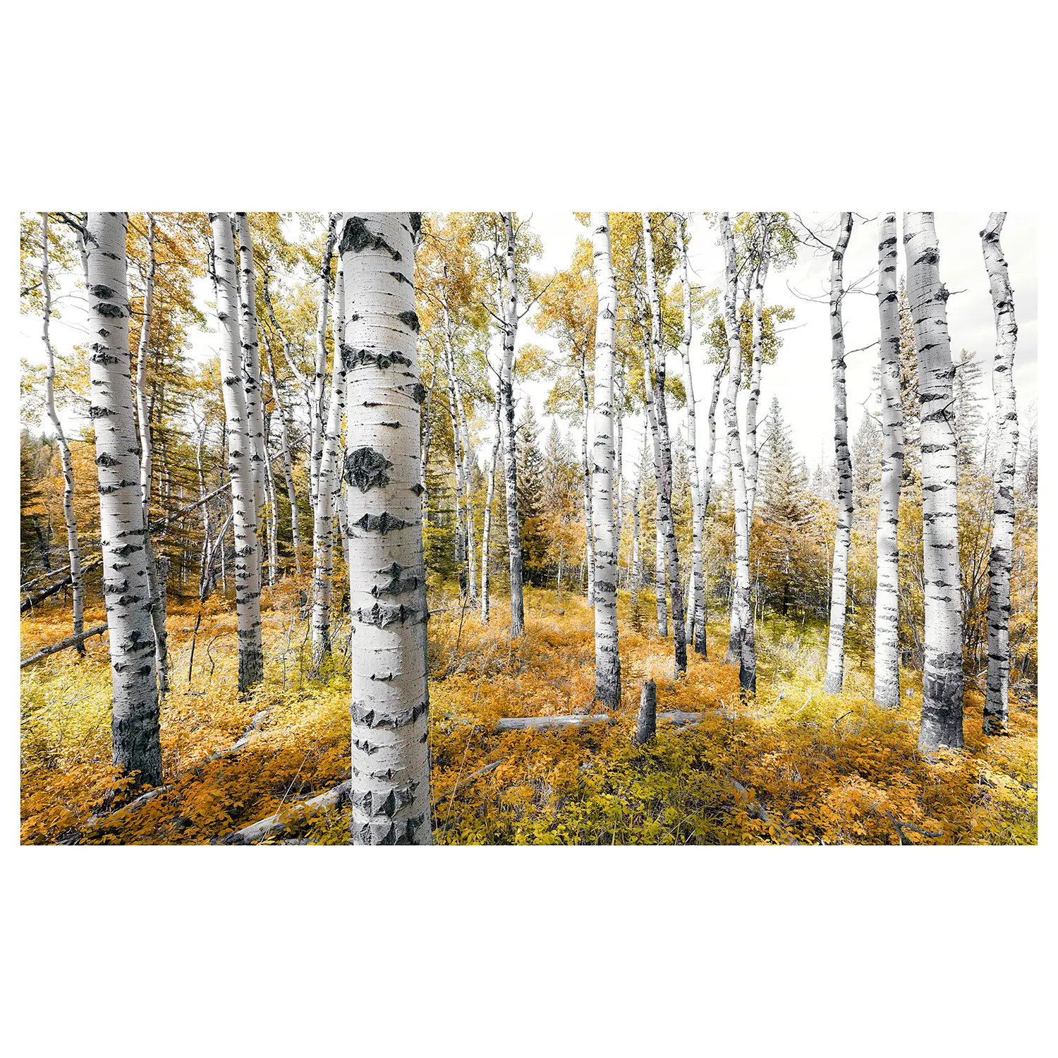 Vlies Colorful Aspenwoods Fototapete