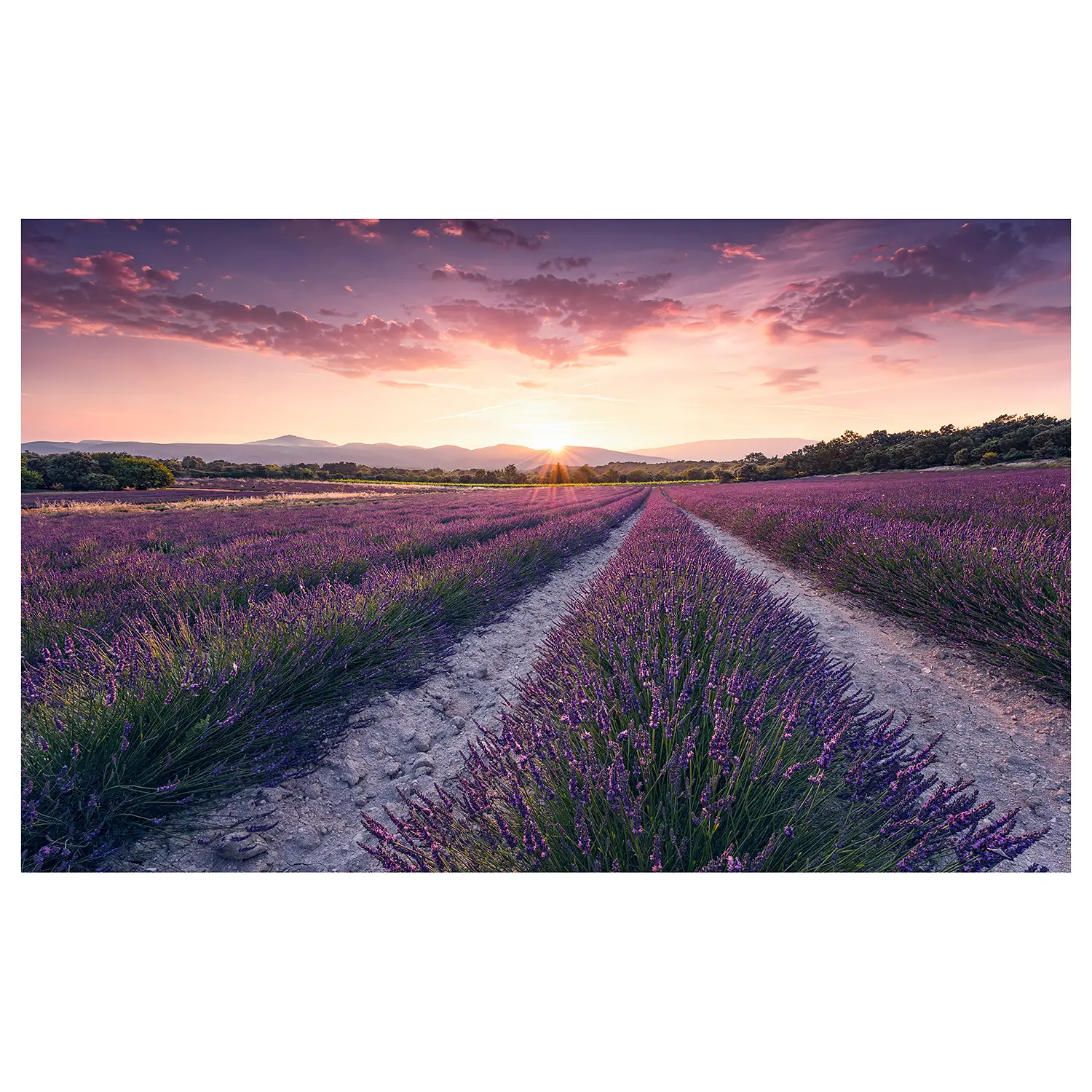 Vlies Fototapete Lavender Dream