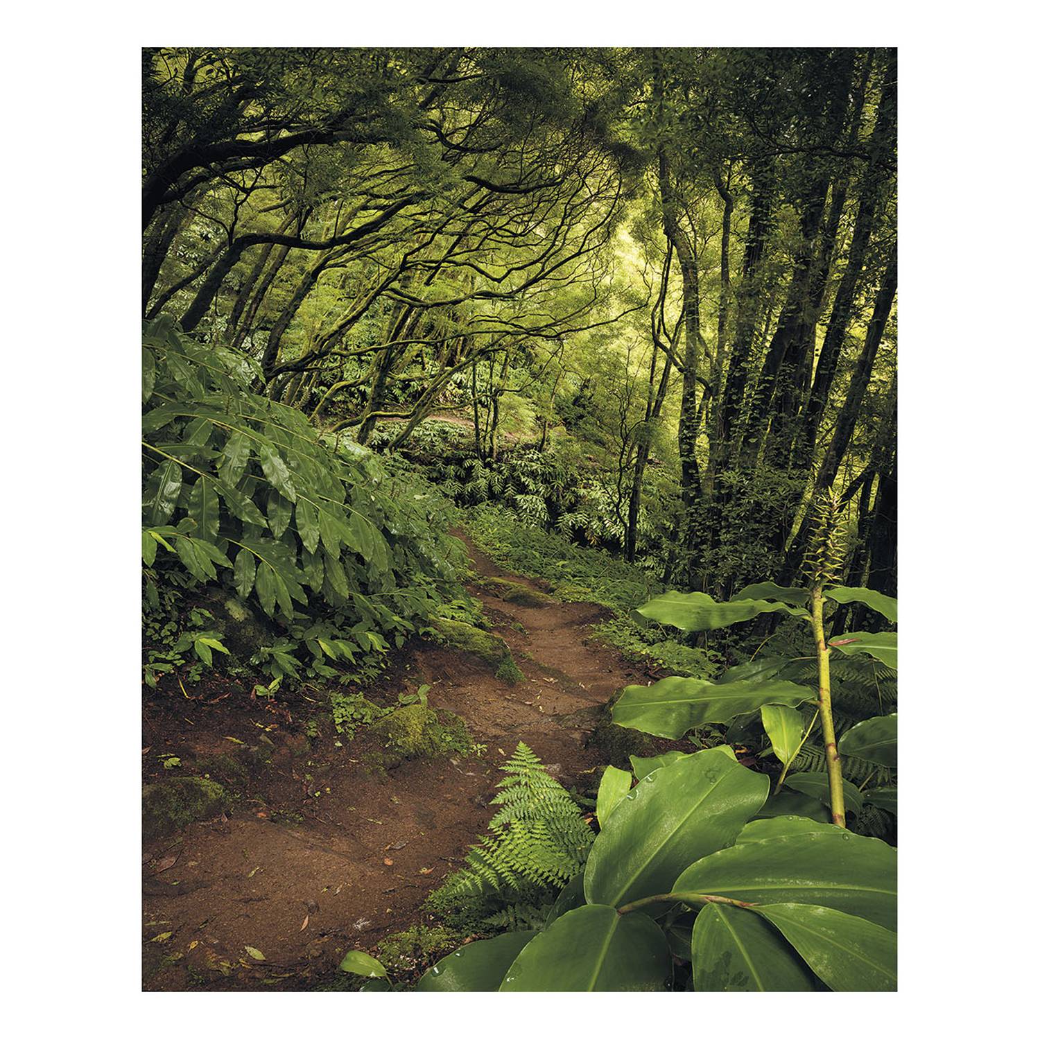 Papier peint intissé The Path