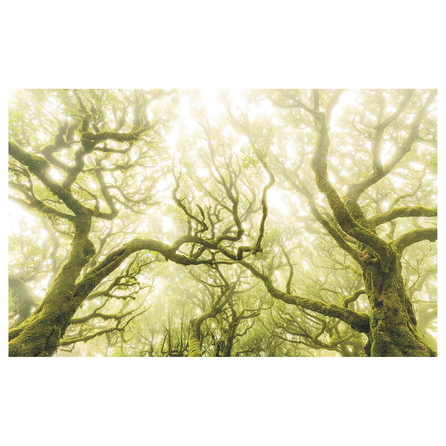 Papier peint intissé Green Fire