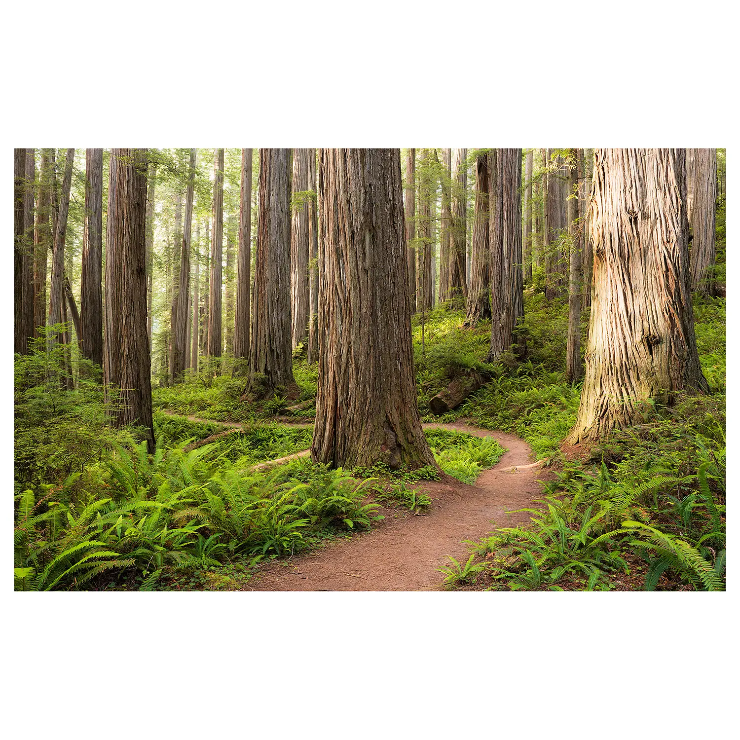 Vlies Fototapete Redwood Trail