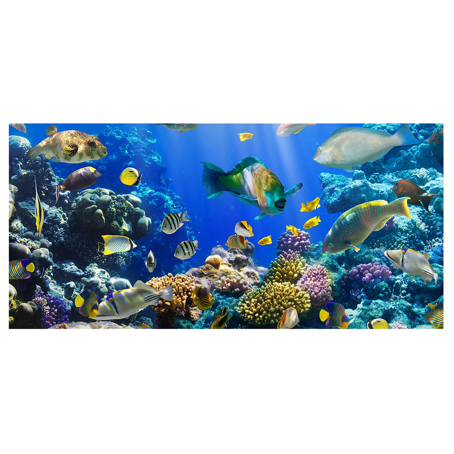 Underwater Magnettafel Reef
