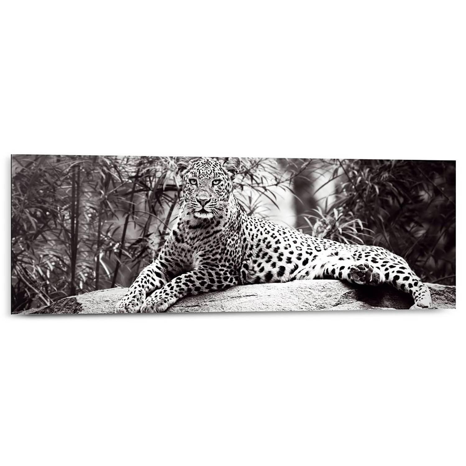 Wandbild Leopard liegend kaufen | home24