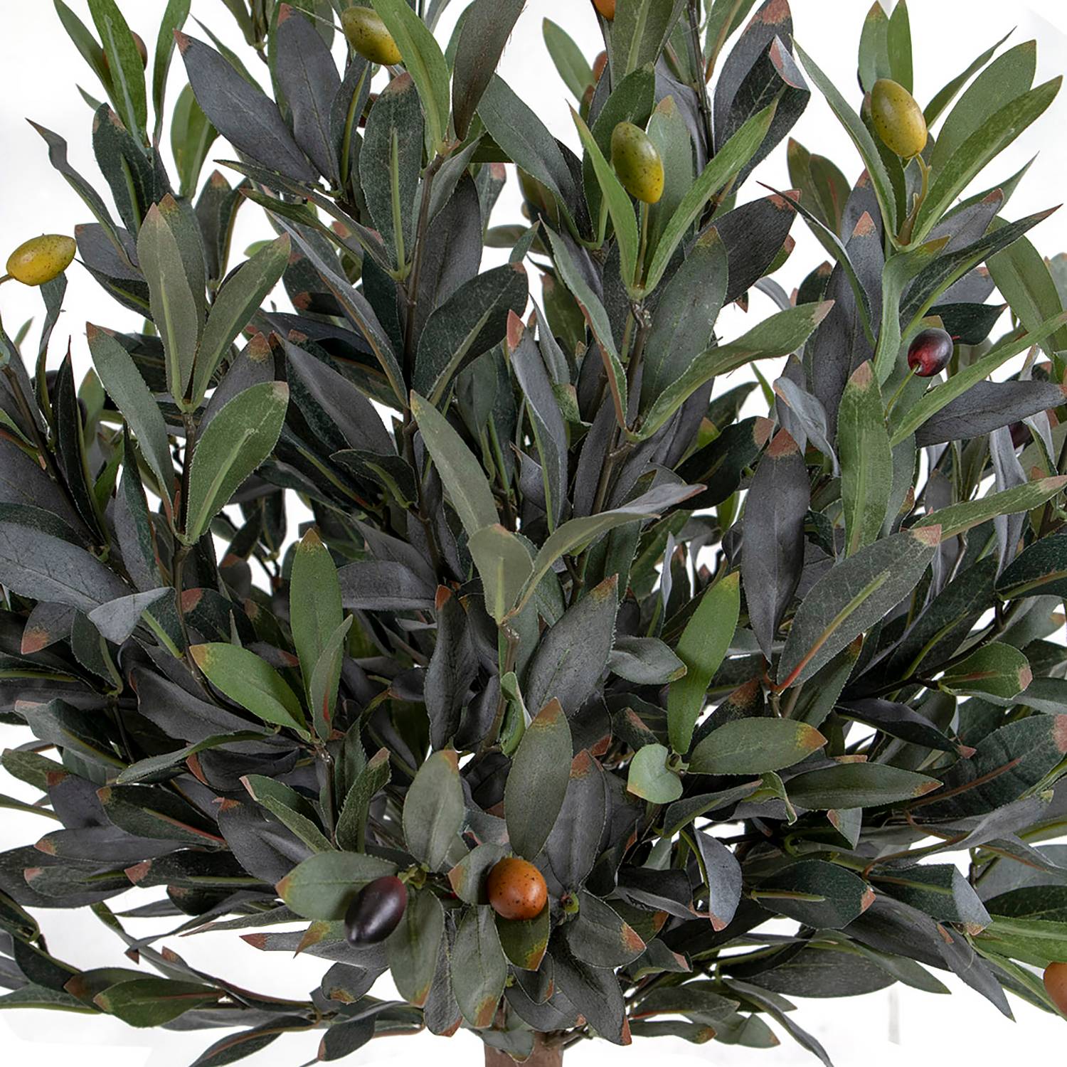 baumschule taxus Heimische Eibe / Taxus baccata online kaufen