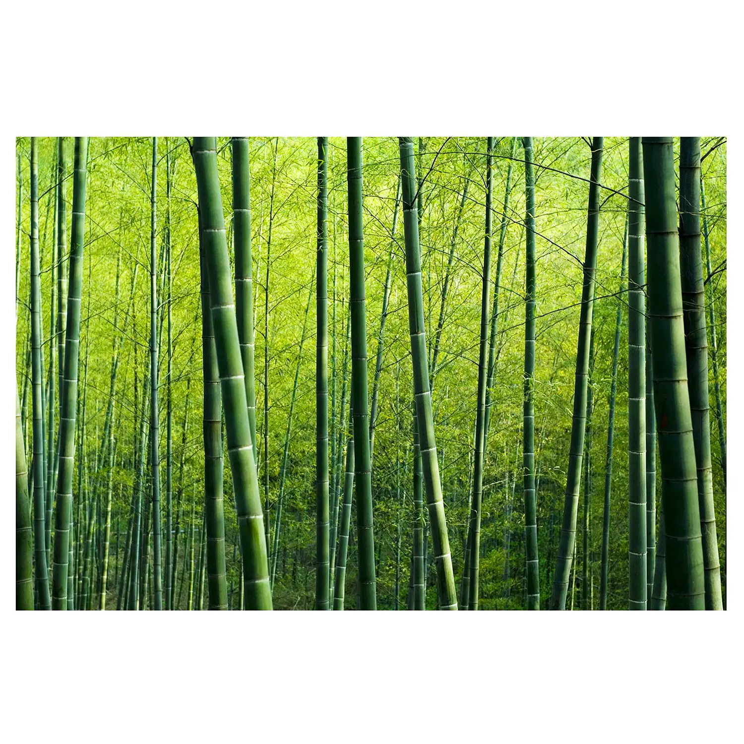 Ich möchte es vorstellen Vliestapete Bambuswald