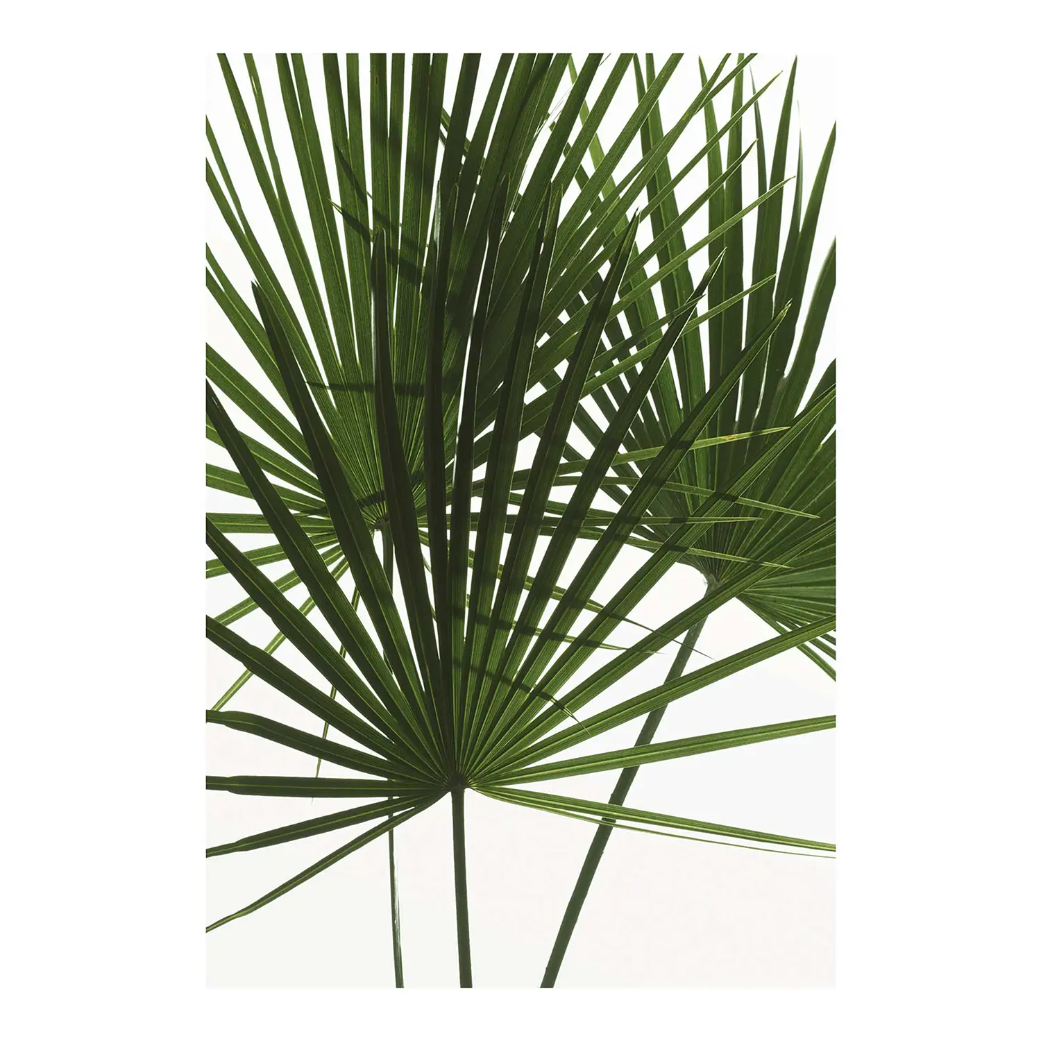 Palmtree Leaves Wandbild