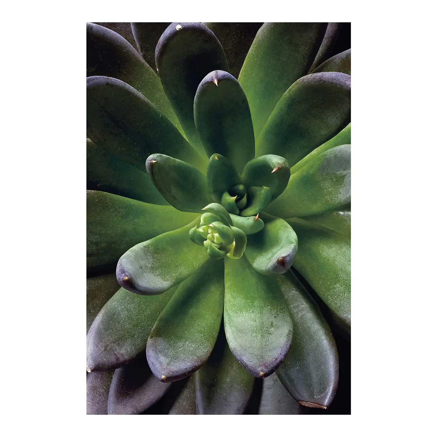 Single Wandbild Succulent