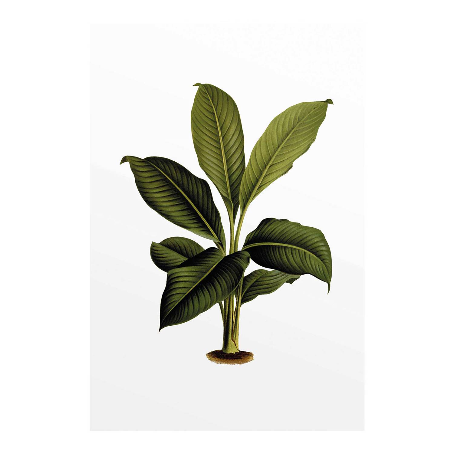 Wandbild Elastica Leaf kaufen | home24