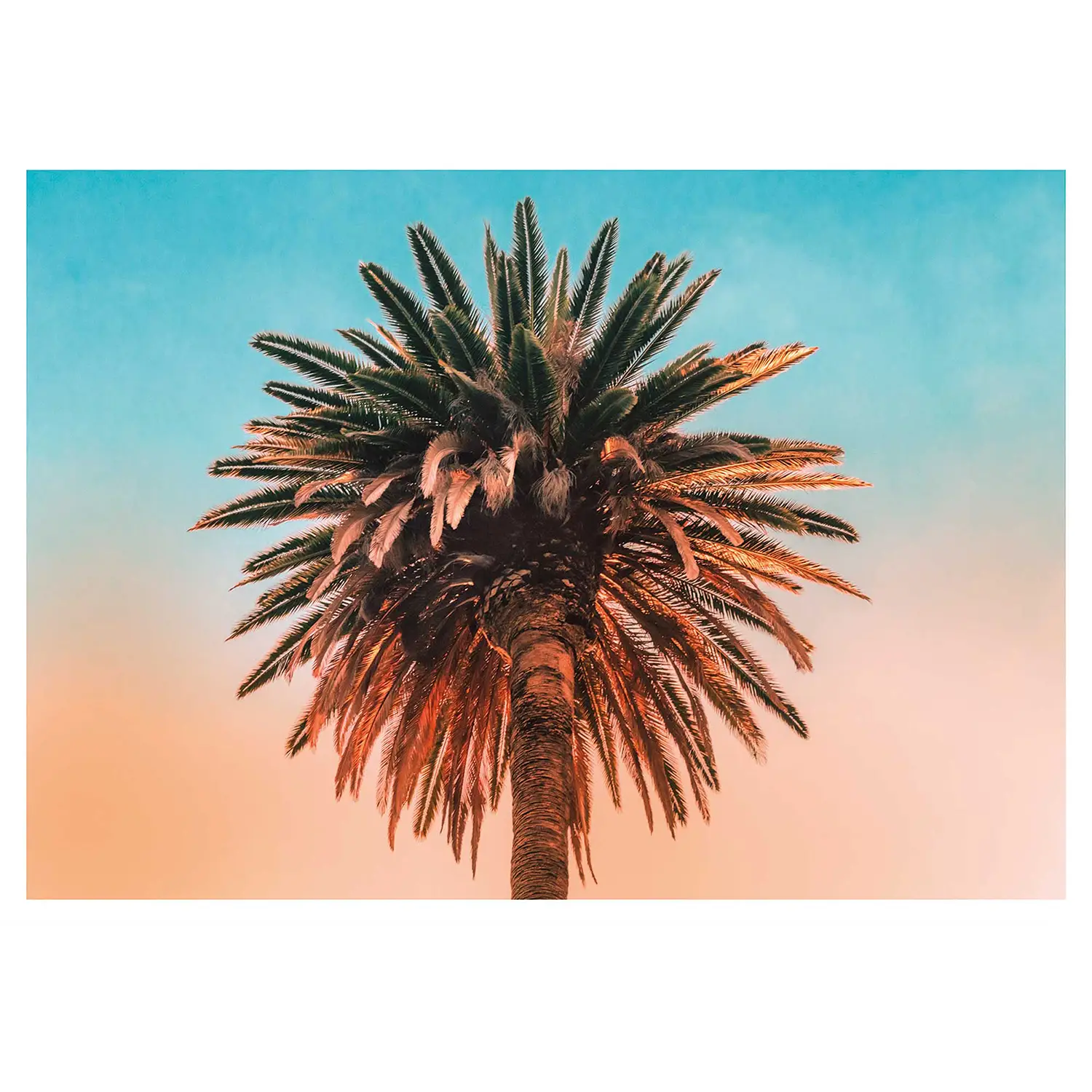 Tree Palm Wandbild