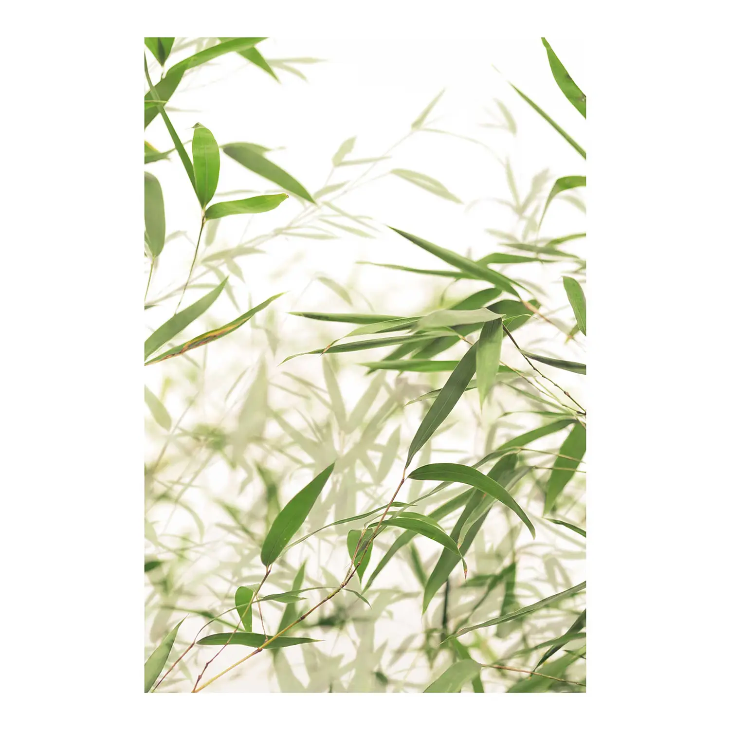 Wandbild Bamboo Leaves | Bilder