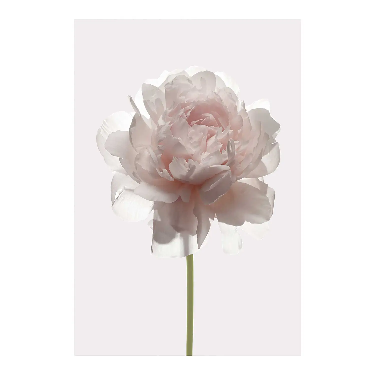Wandbild Rose | Bilder