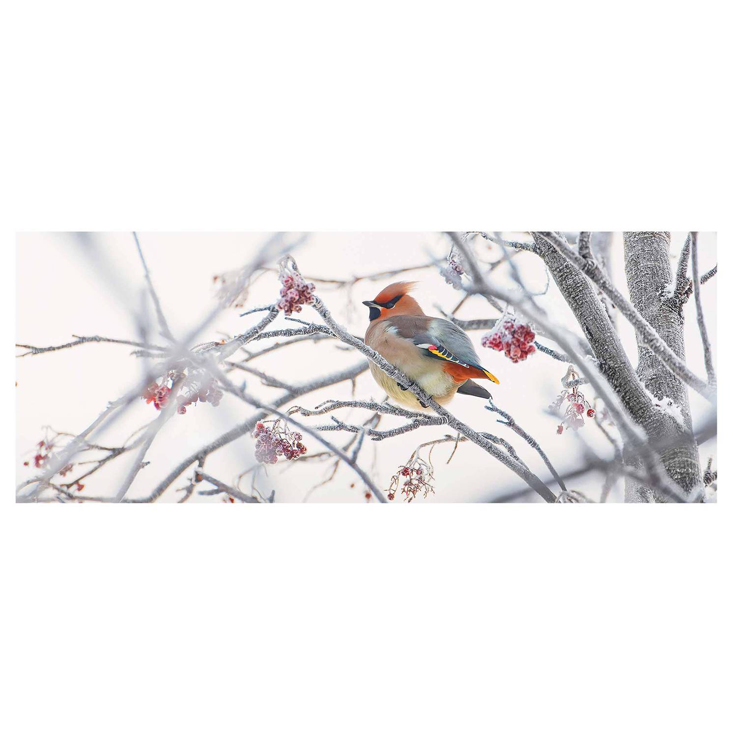 Illustrazione Vettoriale Di Sketch Cardinale Di Uccelli. Uccello - Foto 7