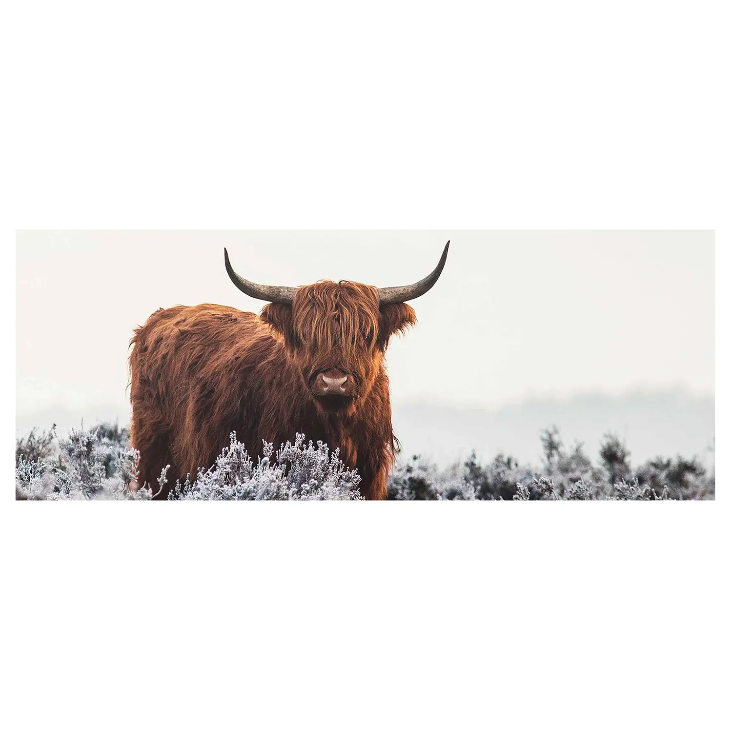 Glasbild Bison in Highlands den