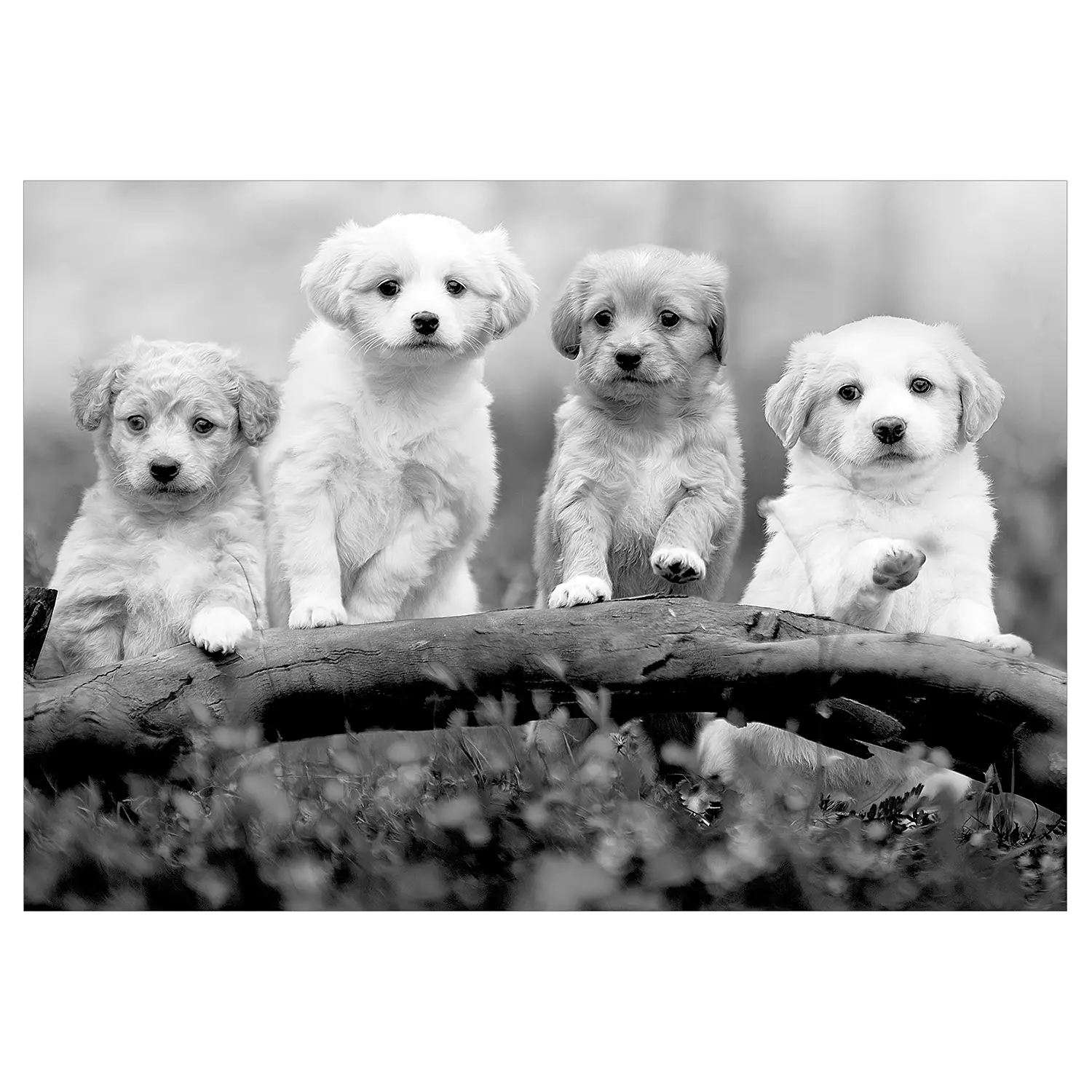 Vlies Fototapete Four Puppies | Tapeten