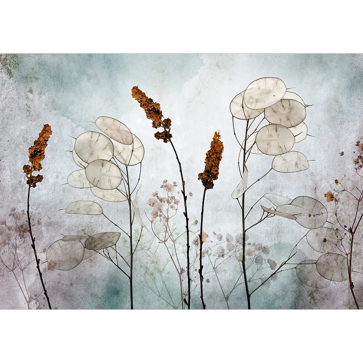 Vlies Fototapete Lunaria in the Meadow | Tapeten
