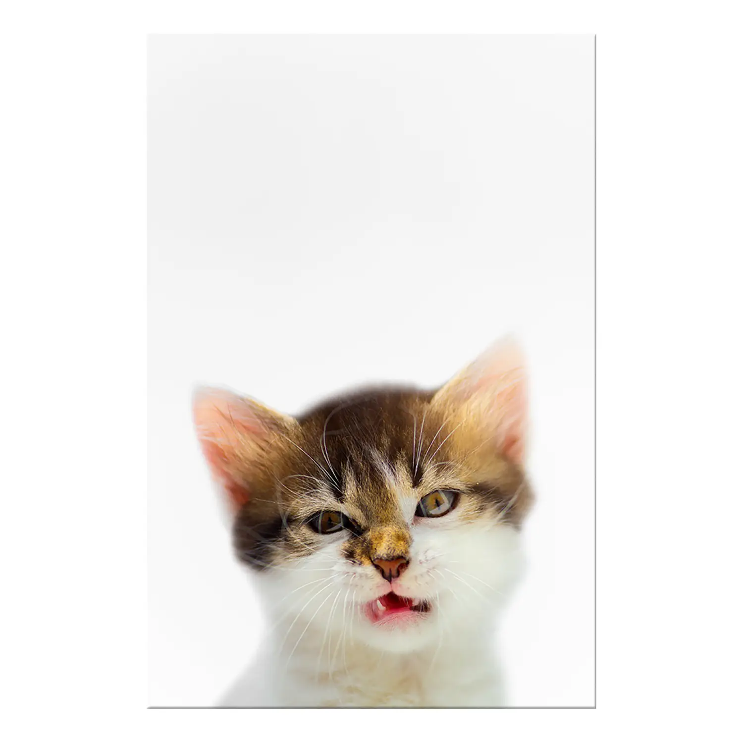 Wandbild Vexed Cat