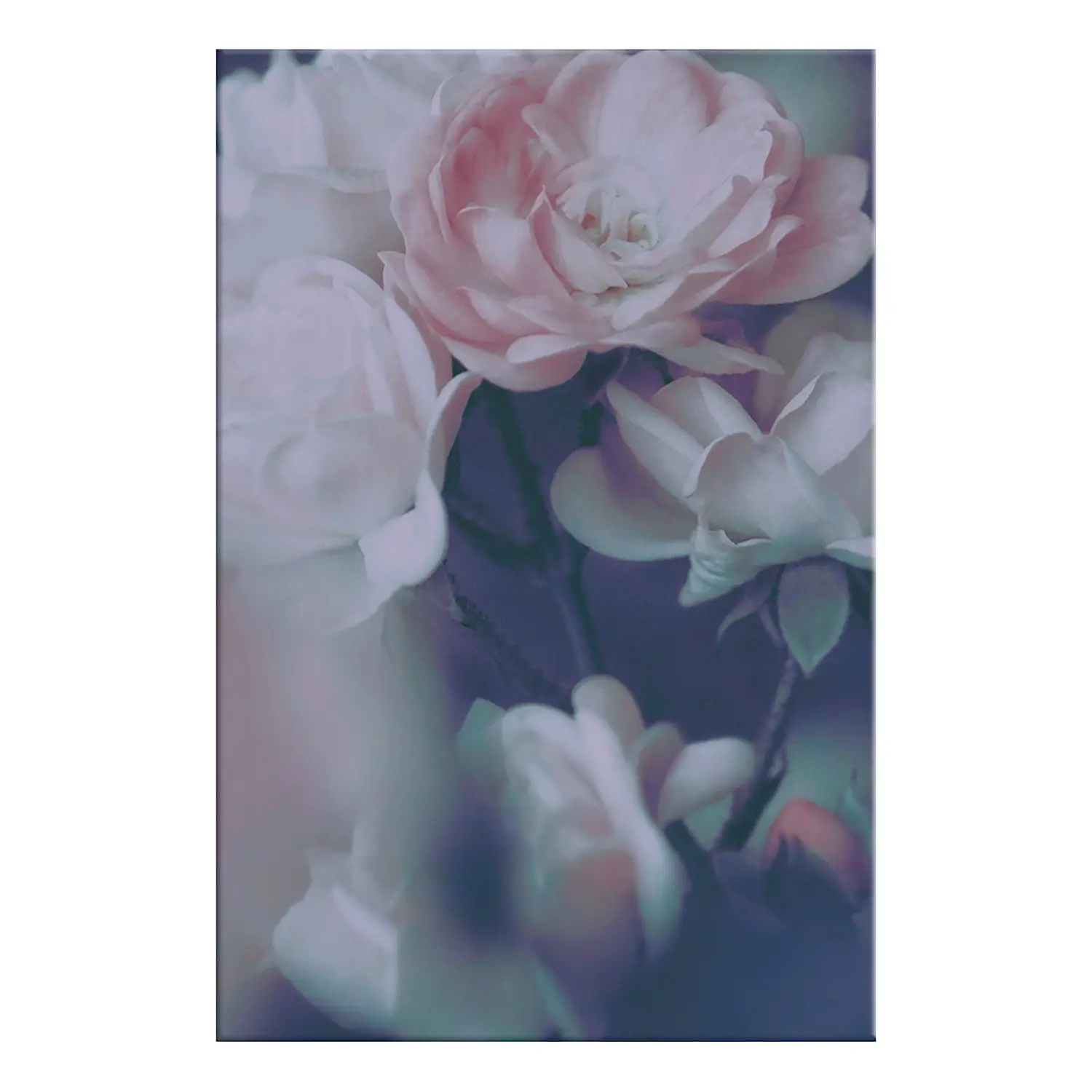 Roses Wandbild Morning