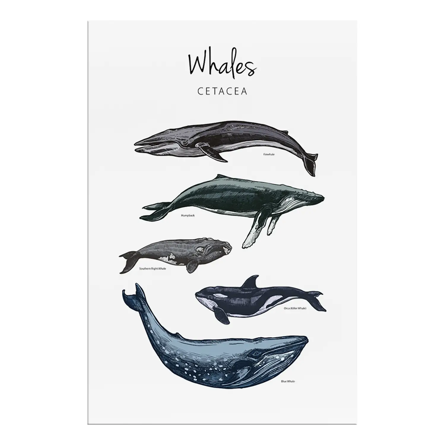 Whales Wandbild