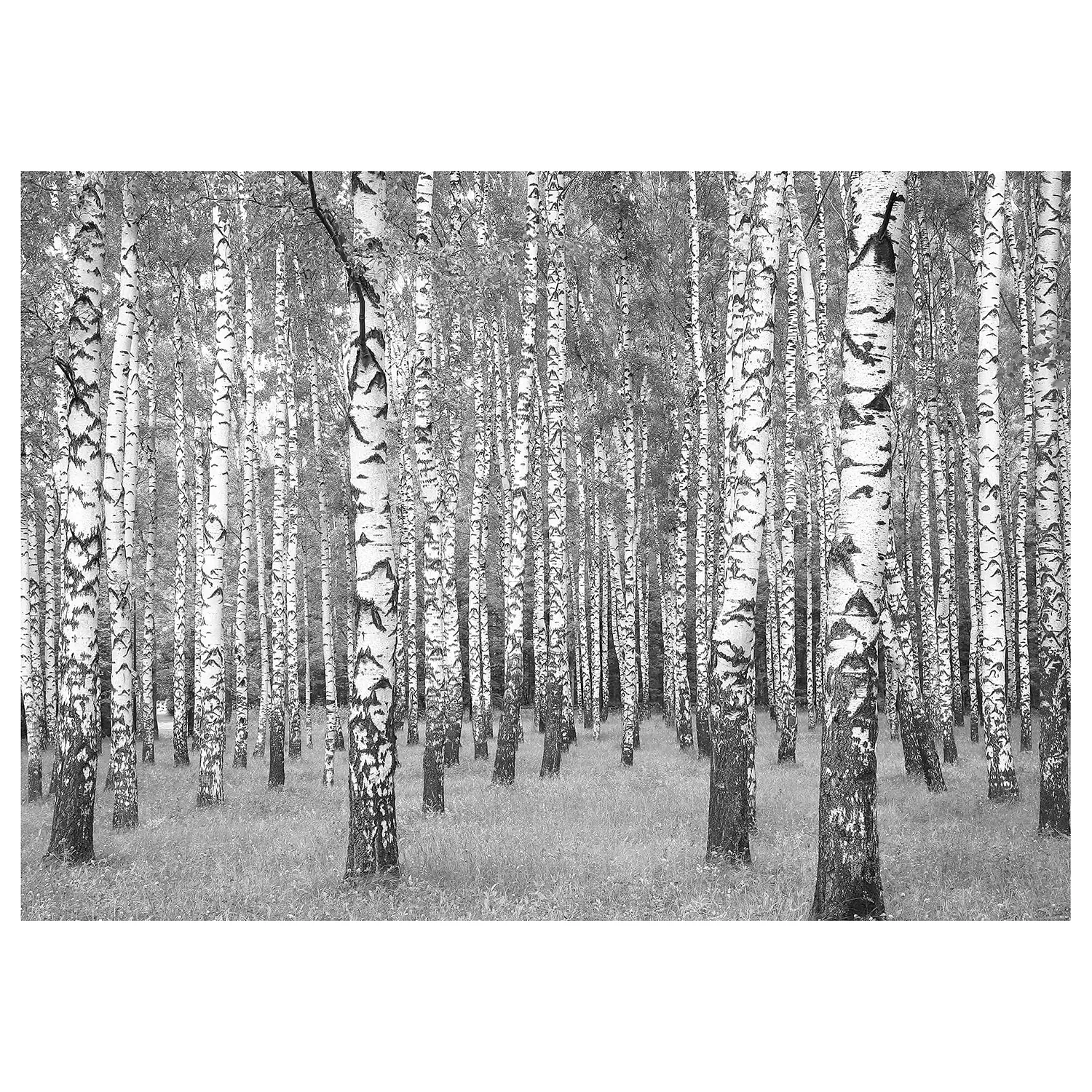 Wandbild Forest Birch