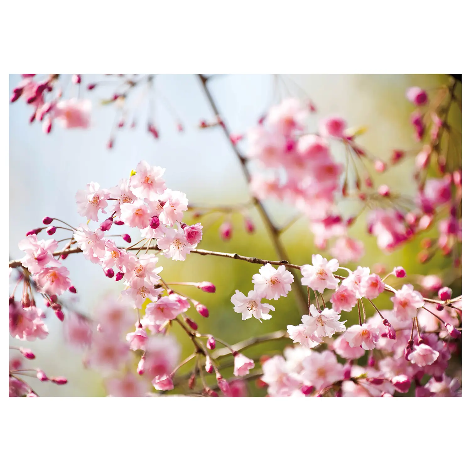 Leinwandbild Cherry Blossoms