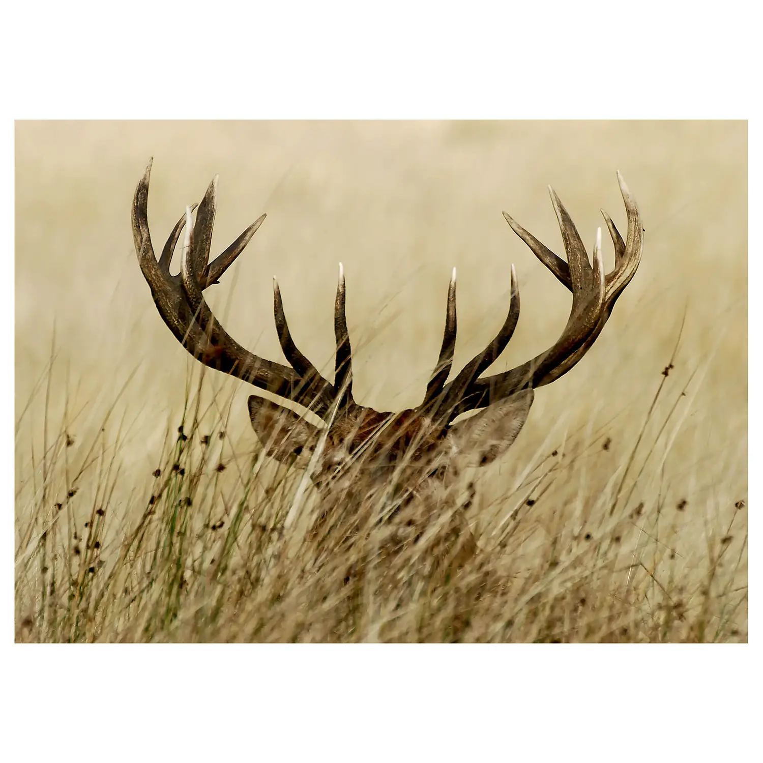 Wandbild Hirsch Watchful Deer | Bilder