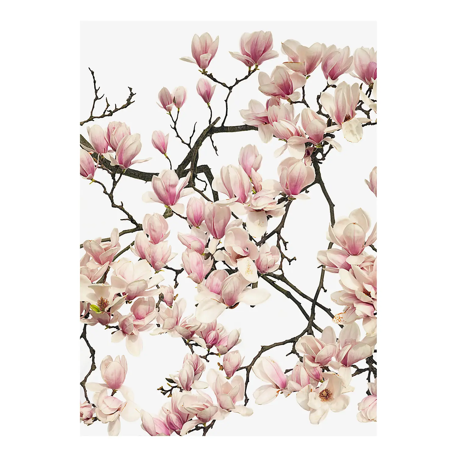 Wandbild Flora Magnolia | Bilder