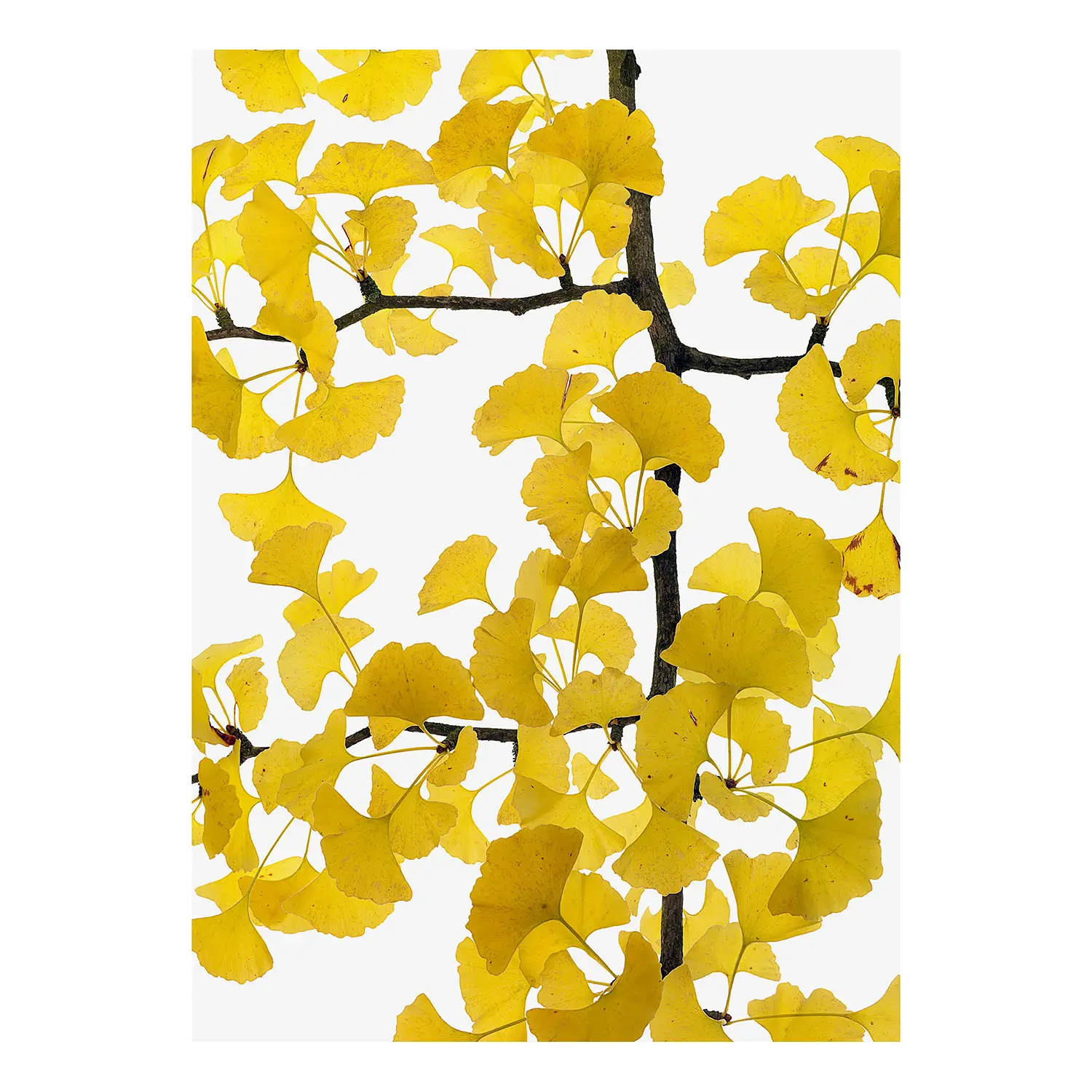 Wandbild Flora Ginko | Bilder