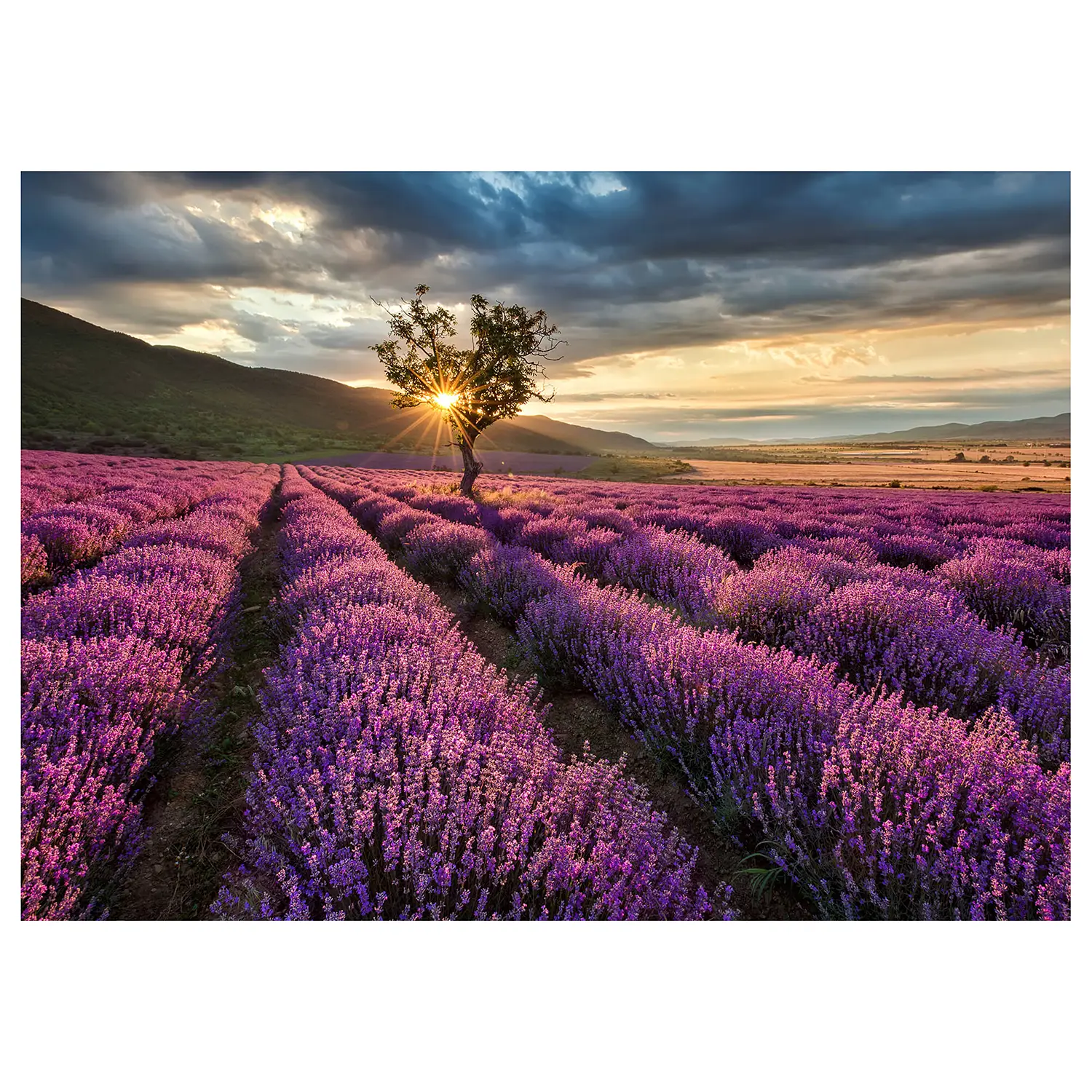 Fields Leinwandbild Lavender