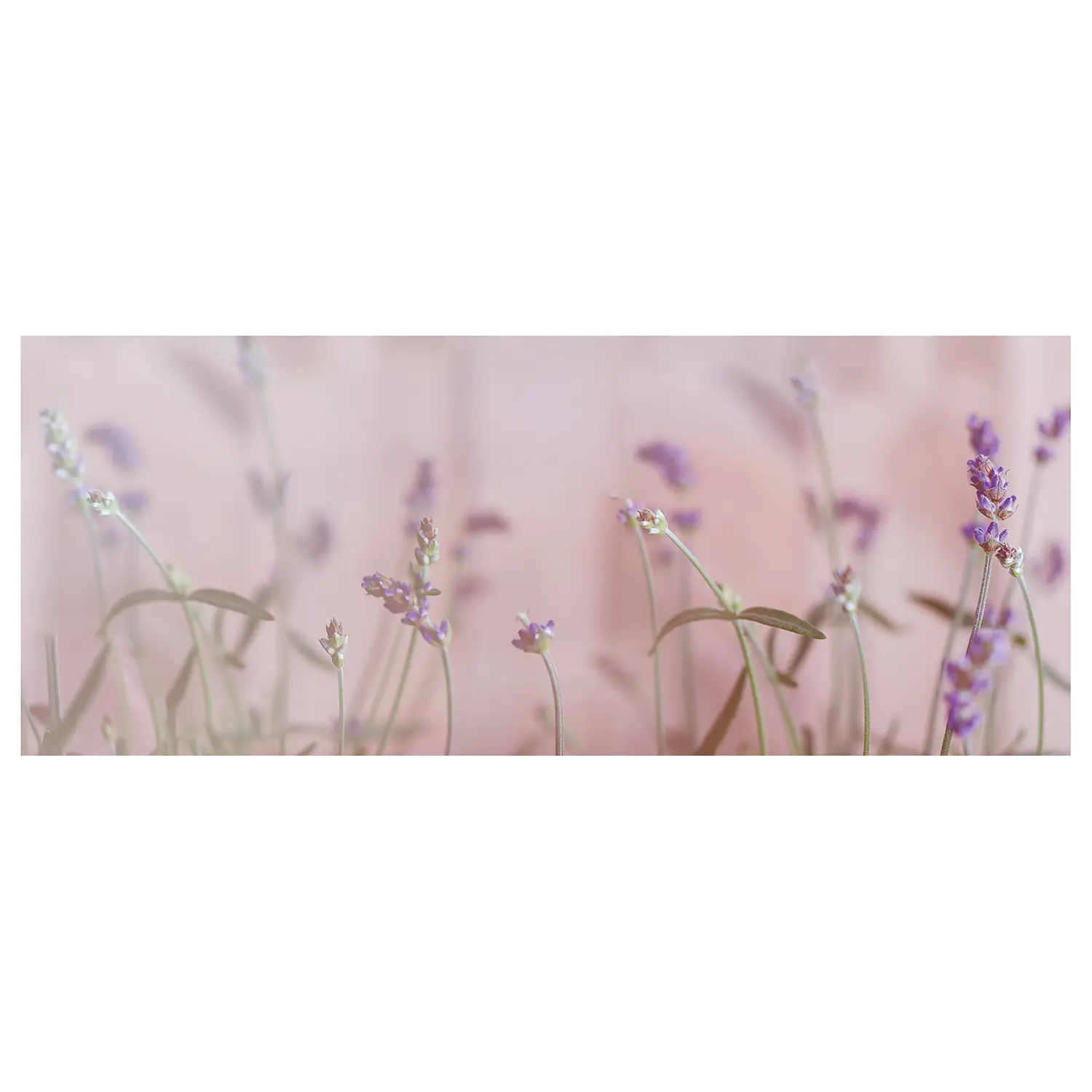 Lavender Natur Leinwandbild