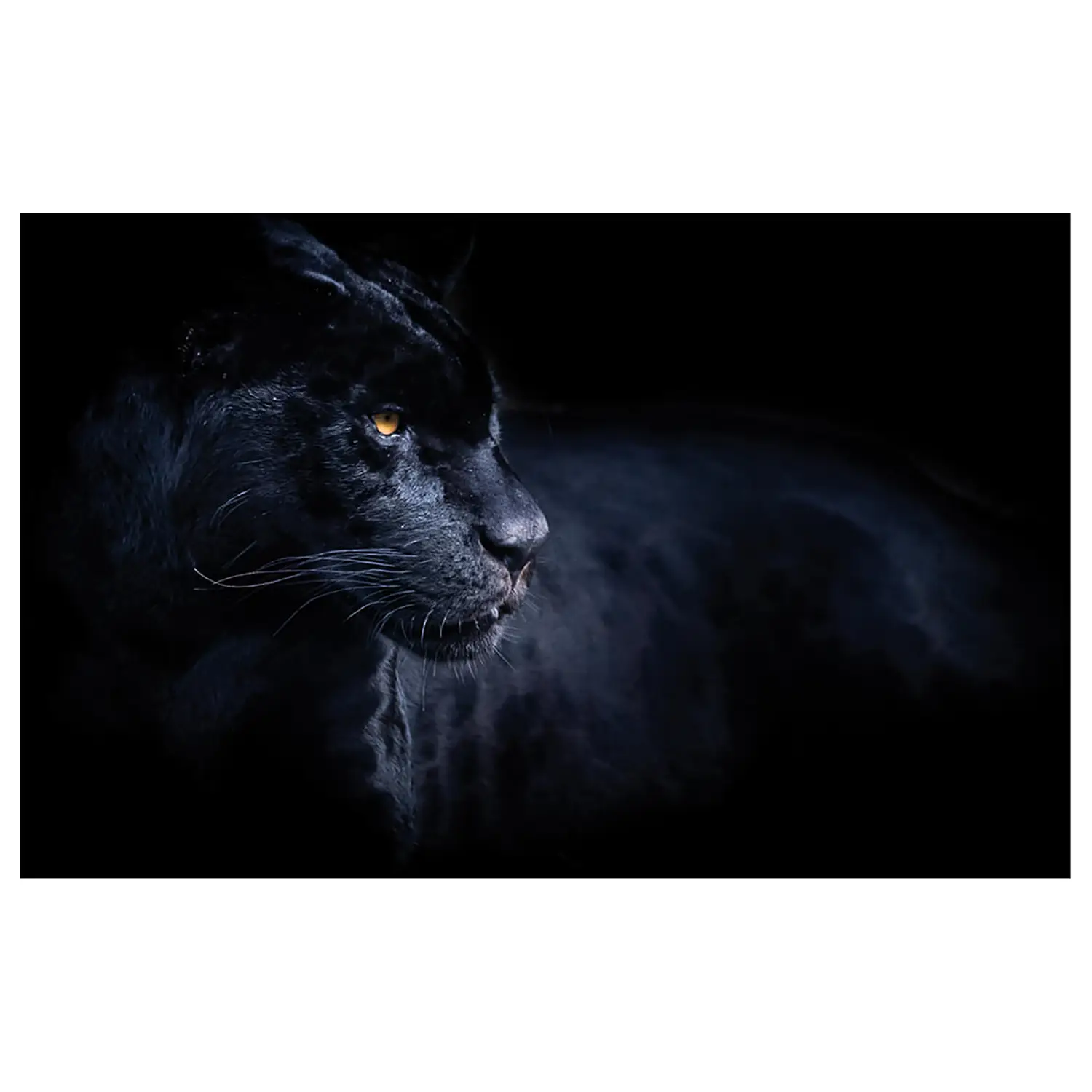 Leinwandbild Panther Black Tiere