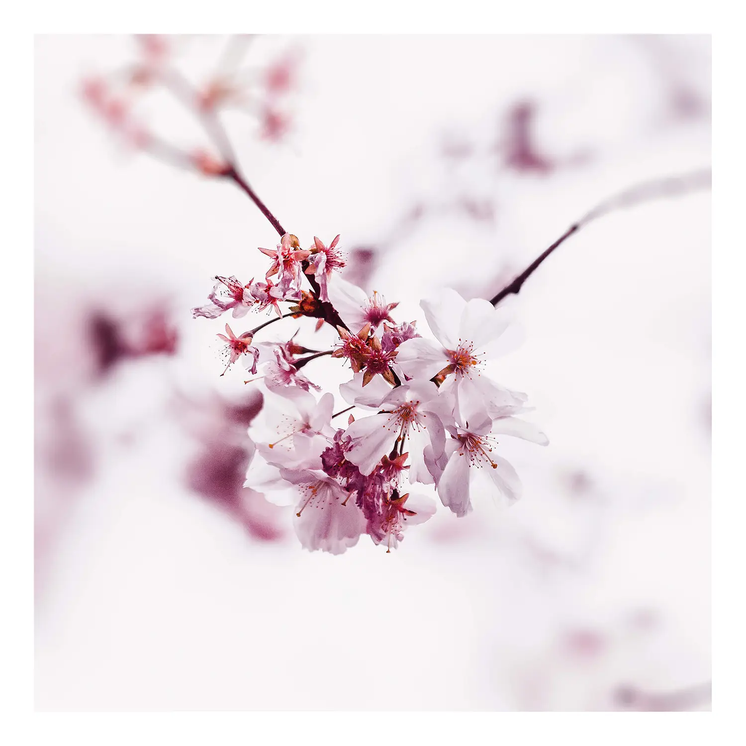 Leinwandbild Cherry Blossom Floral | Bilder