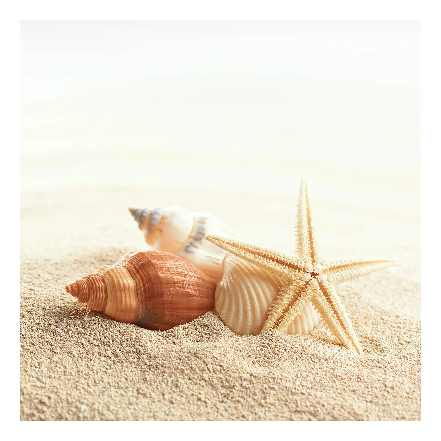 Leinwandbild Starfish Muscheln Seestern
