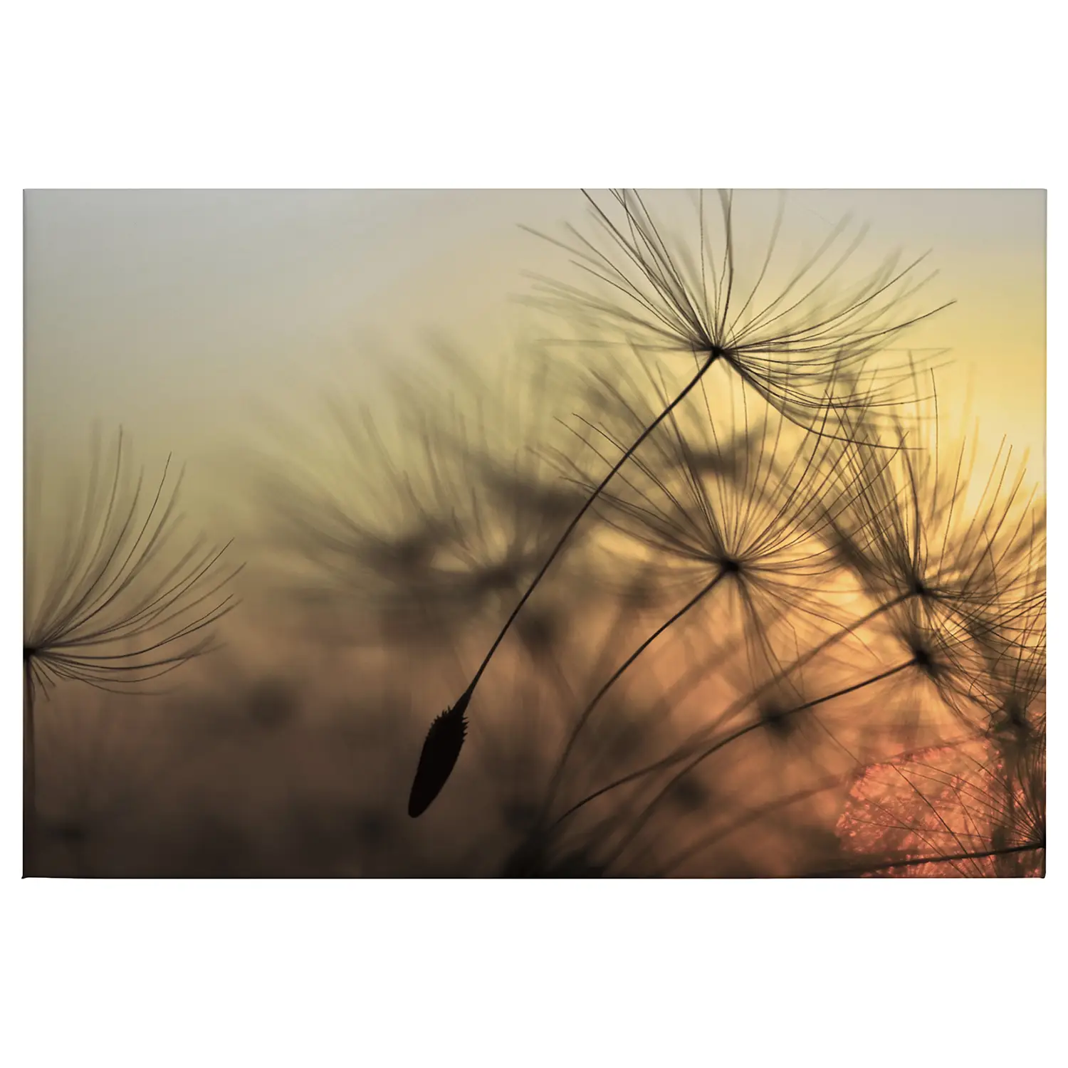 Leinwandbild Flying Dandelion | Bilder