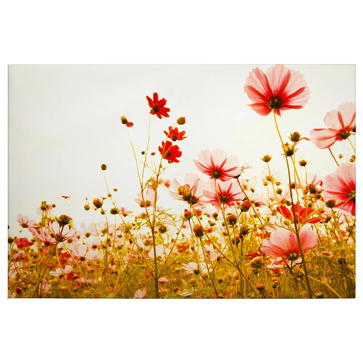 Leinwandbild Flower Meadow | Bilder